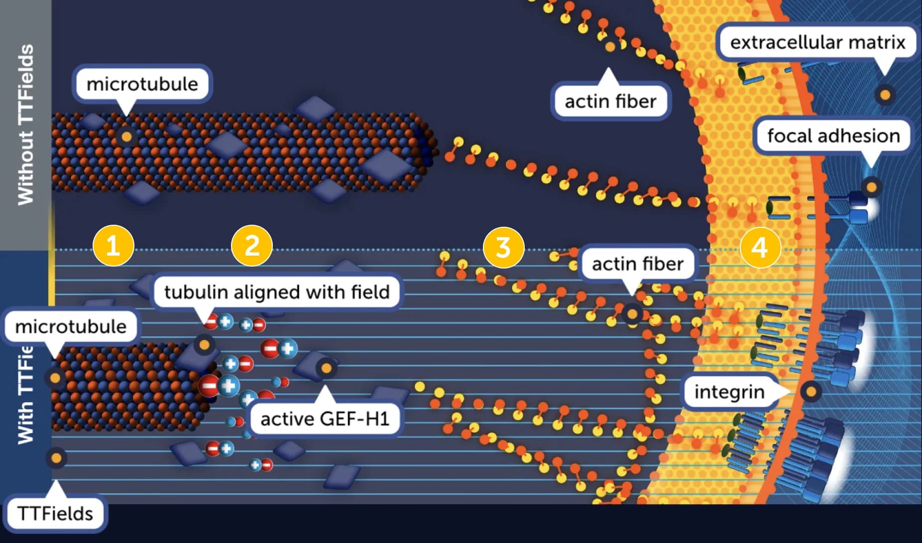 Comparison of cell microtubules and actin fibers with and without TTFields