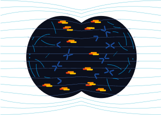 Illustration of TTFields effect during anaphase in mitosis