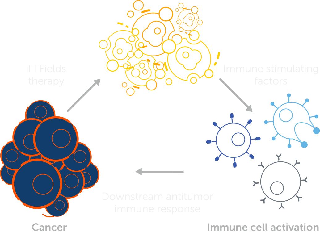 Illustration of TTFields immunomodulation mechanism on desktop